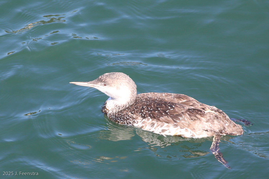 Red-throated Loon