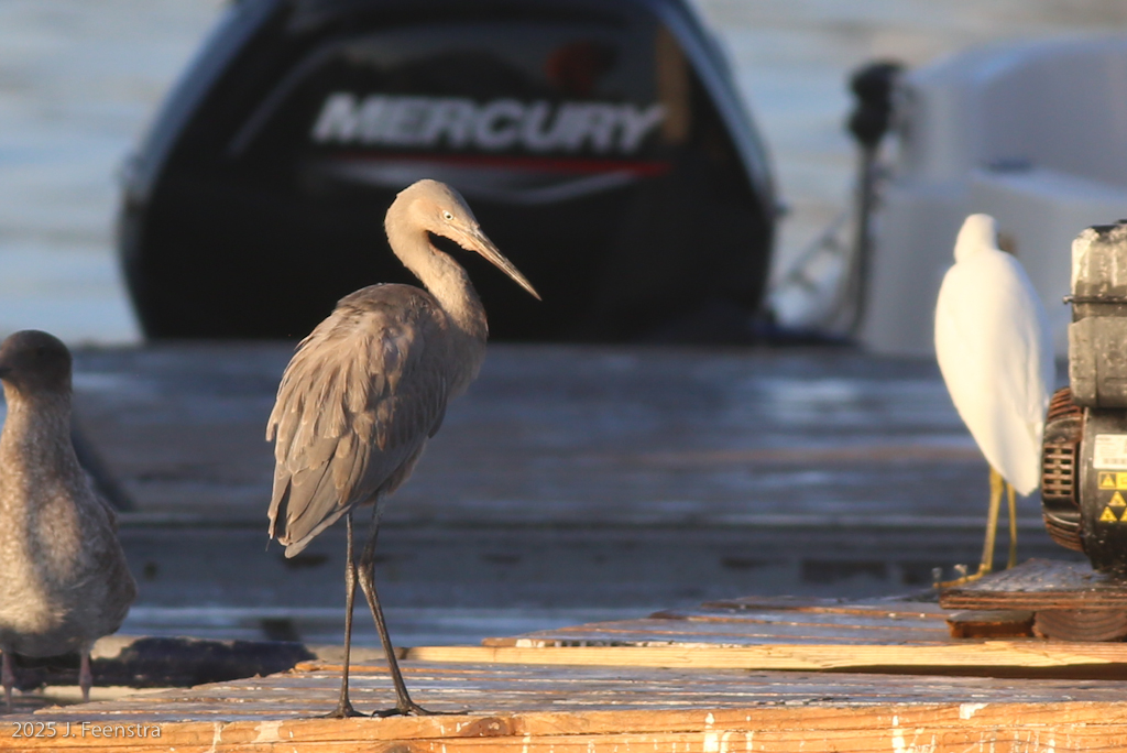 Reddish Egret