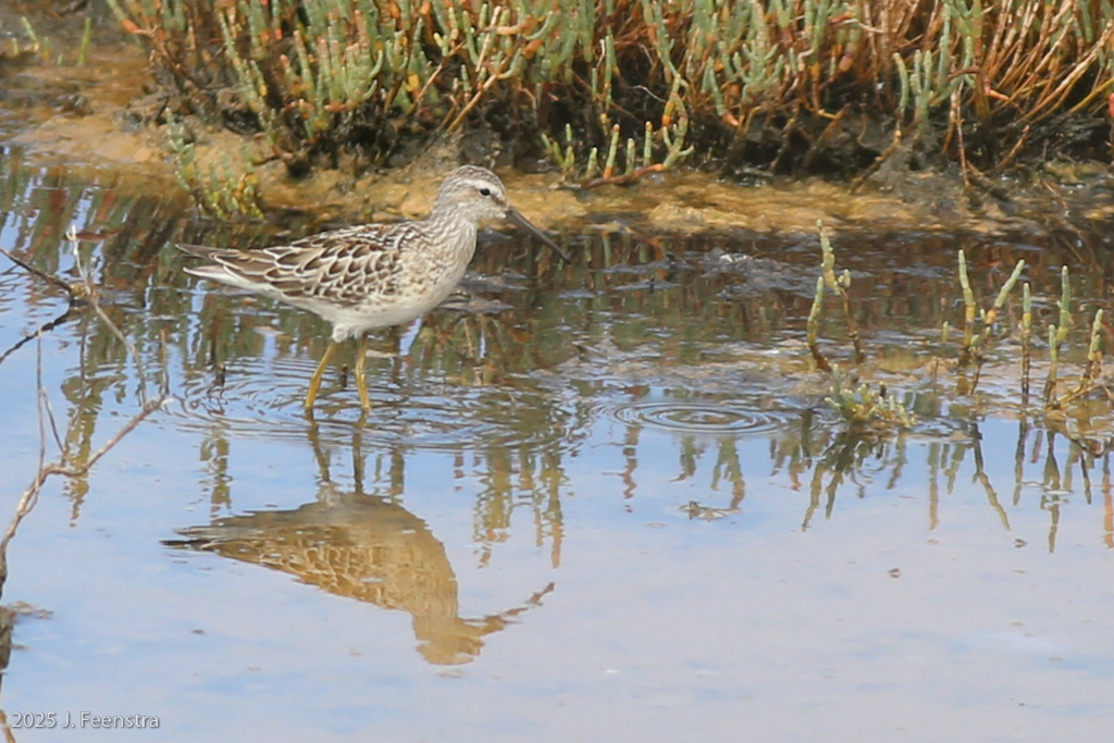 Stilt Sandpiper
