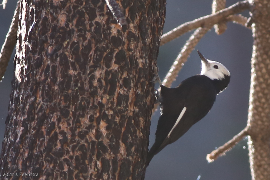 White-headed Woodpecker