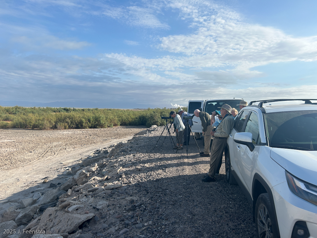 Birding the Sea