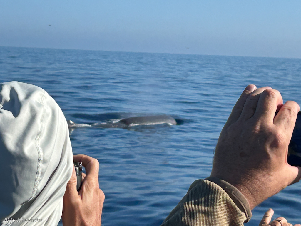 Sperm Whale