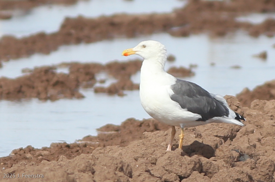 Yellow-footed Gull