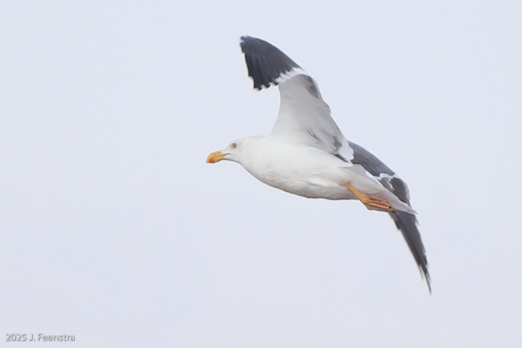 Yellow-footed Gull