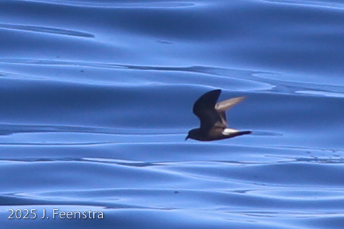 probable Townsend's Storm-Petrel