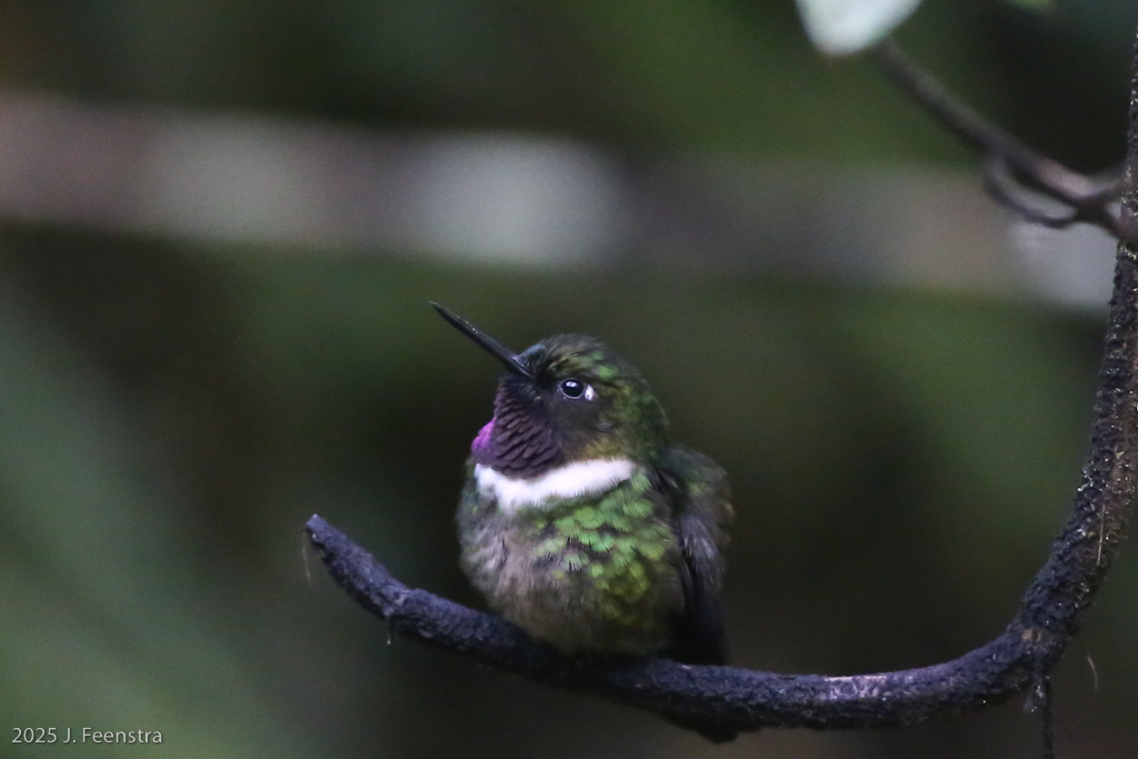 Amethyst-throated Sunangel