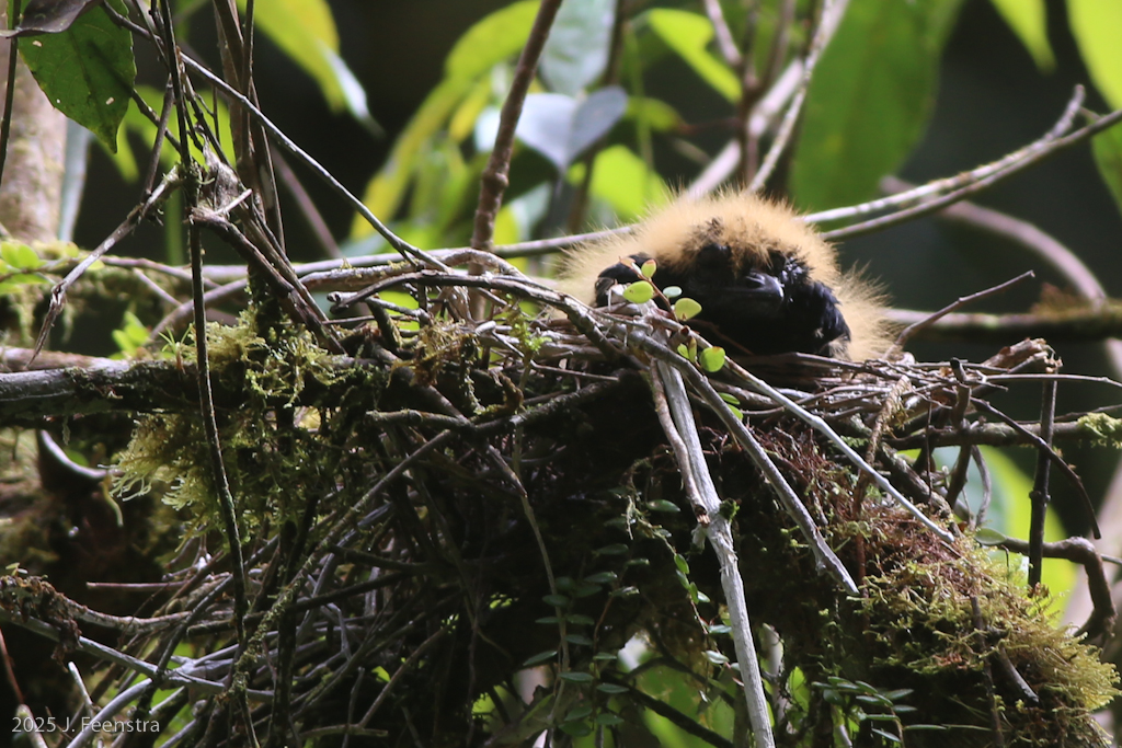 Amazonian Umbrellabird nest