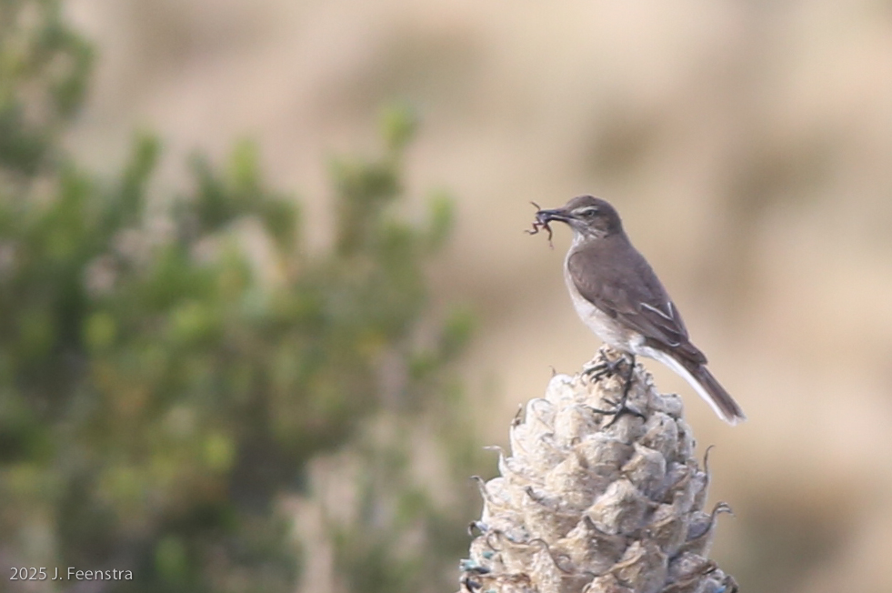 Black-billed Shrike-Tyrant and frog