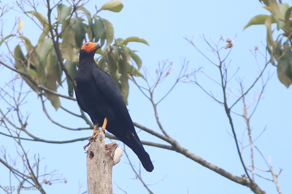 Black Caracara