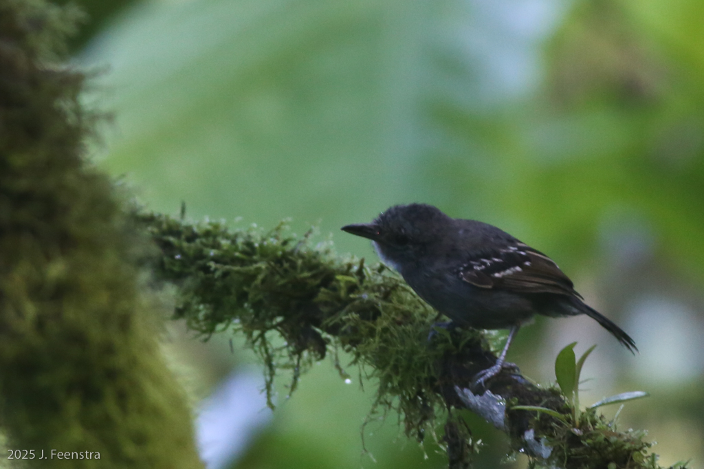 Black-crowned Antshrike
