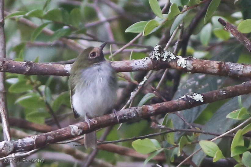 Black-throated Tody-Tyrant