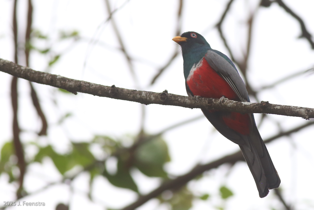 Ecuadorian Trogon