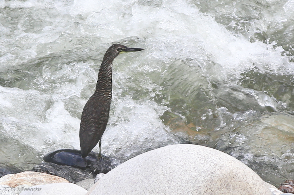 Fasciated Tiger-Heron