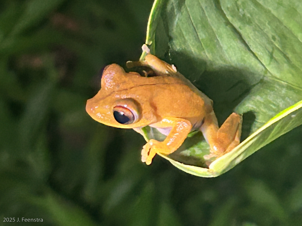 tree frog