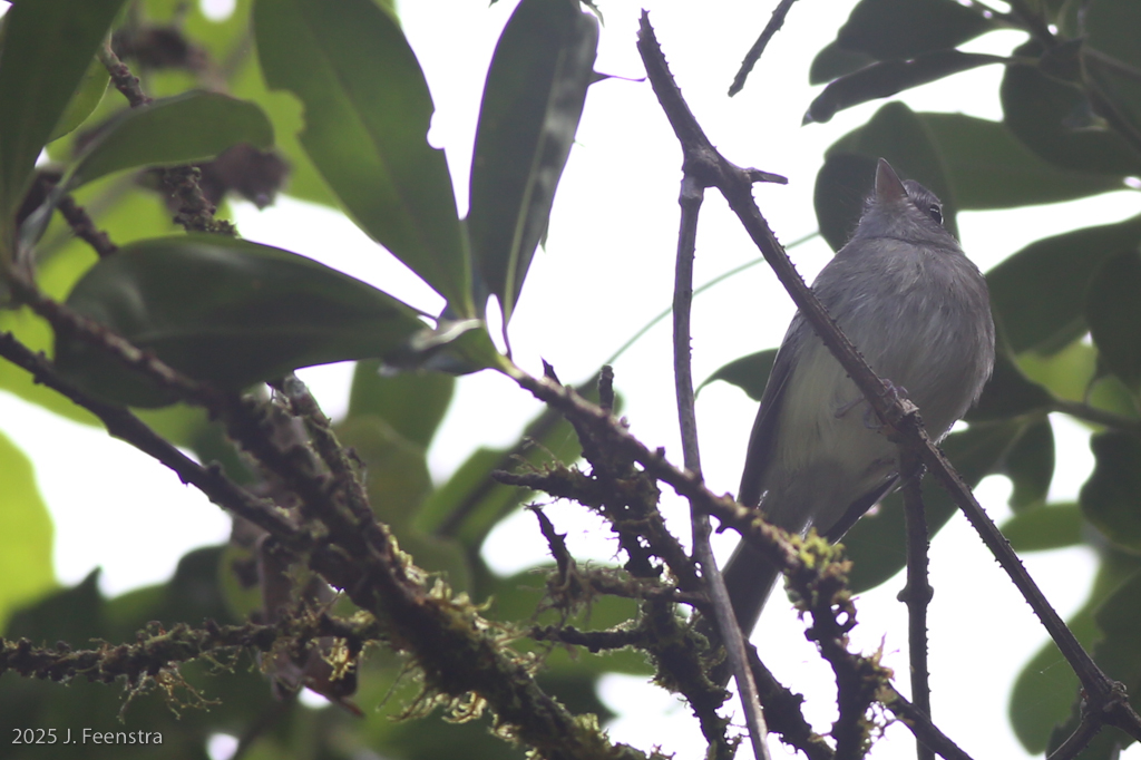 Gray-breasted Flycatcher