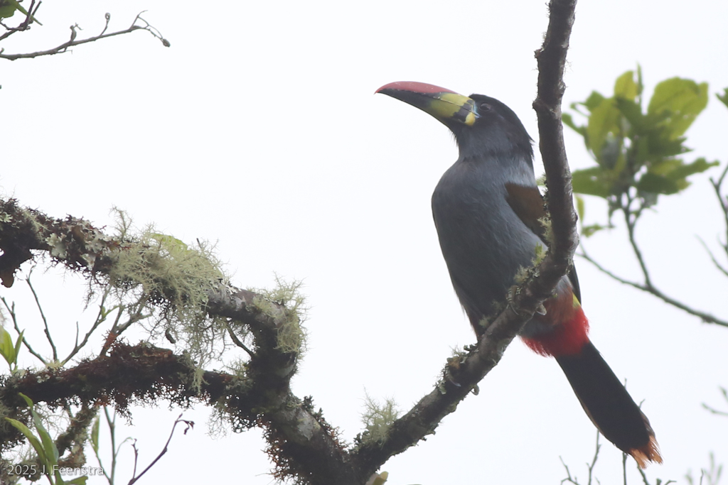 Gray-breasted Mountain-Toucan