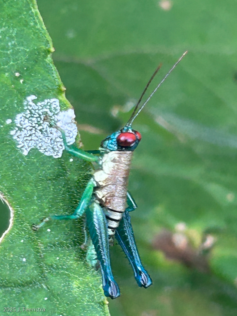 Grasshopper, Yankuam