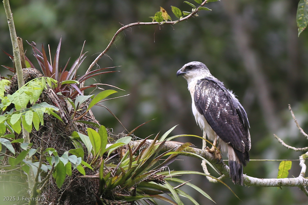 Gray-backed Hawk