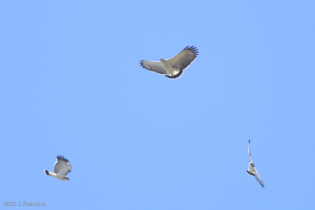 Gray-backed Hawks
