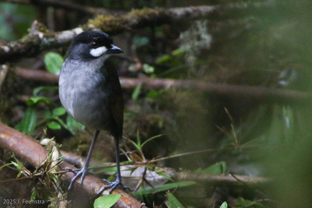 Jocotoco Antpitta