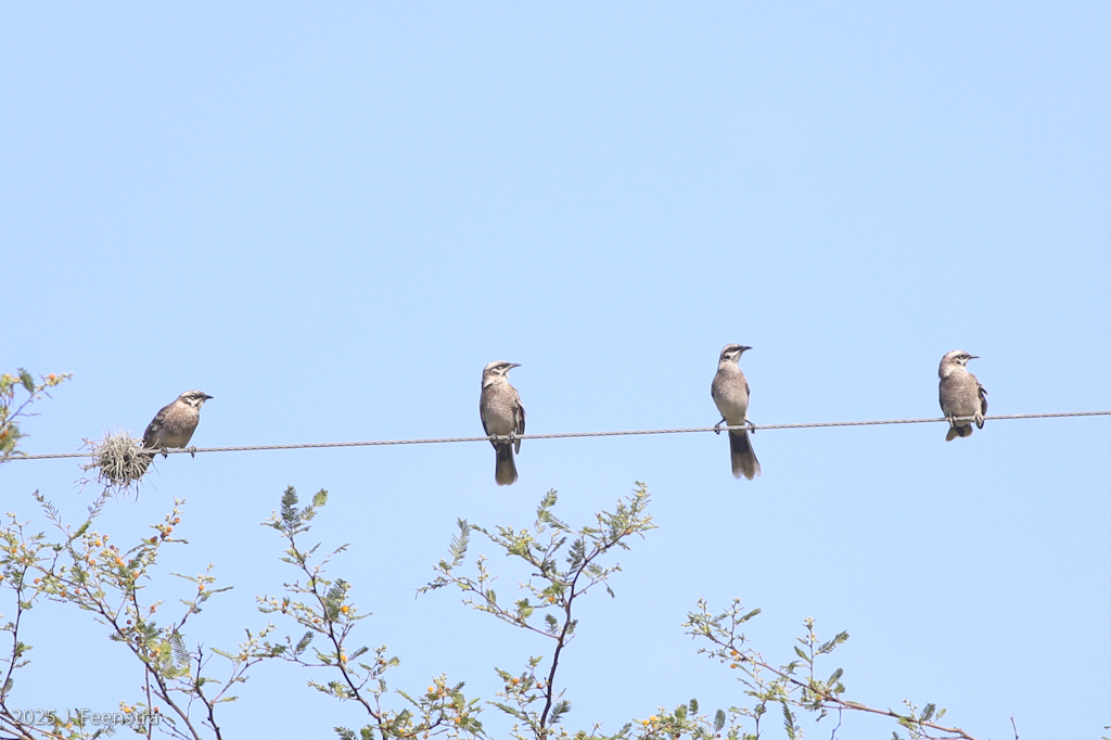 Long-tailed Mockingbirds