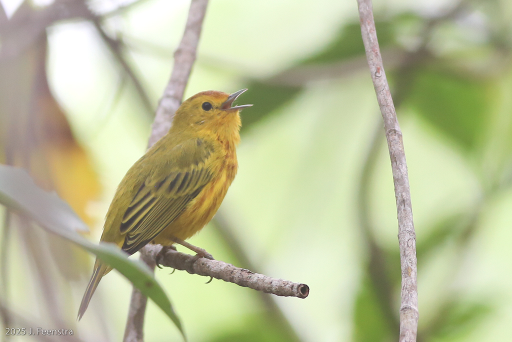 Mangrove Yellow-Warbler