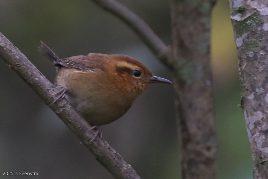 Mountain Wren