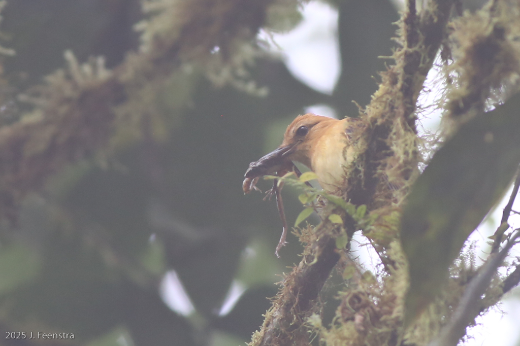 Ochraceous Attila and frog