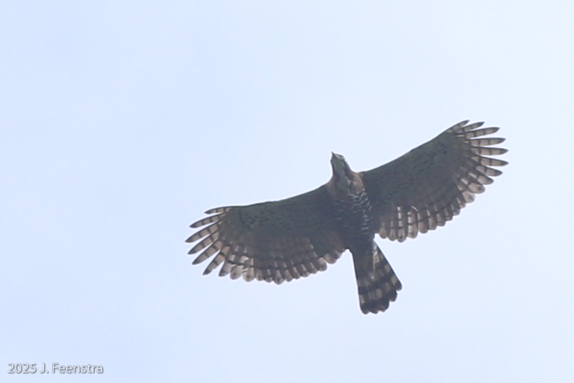 Ornate Hawk-Eagle