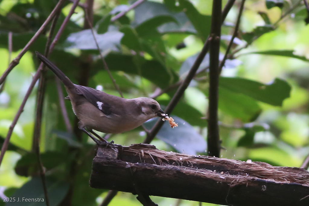 Pale-headed Brushfinch