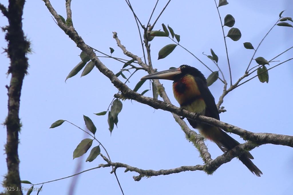 Pale-mandibled Aracari