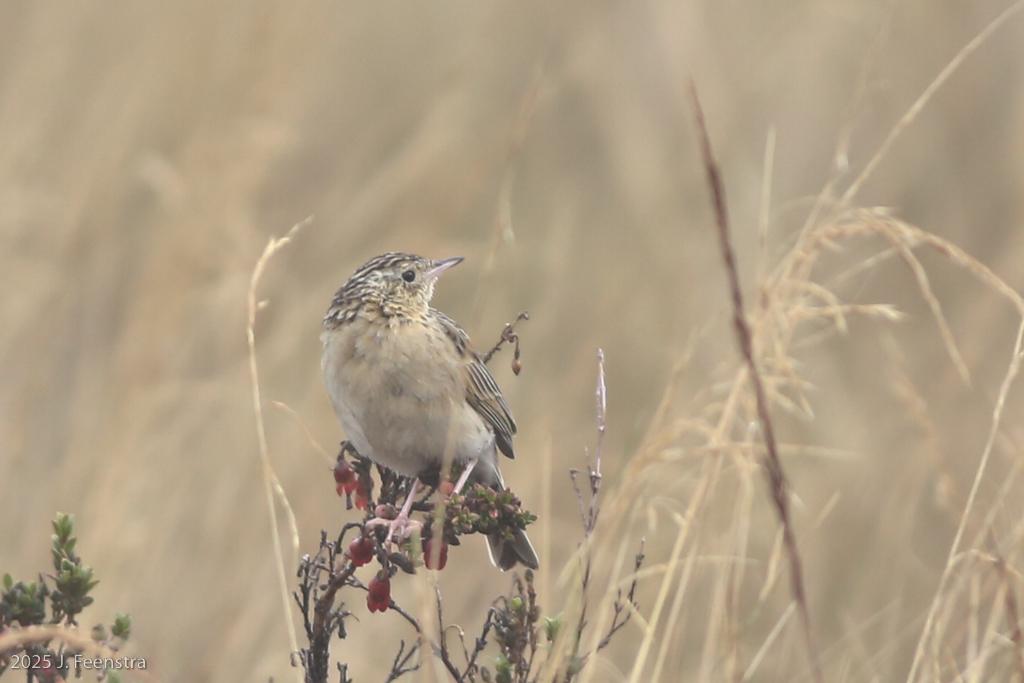 Paramo Pipit
