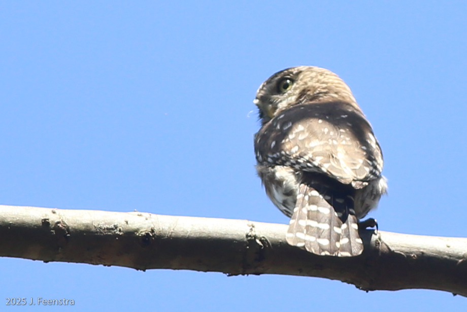 Peruvian Pygmy-Owl