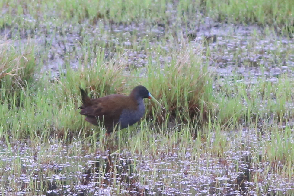 Plumbeous Rail