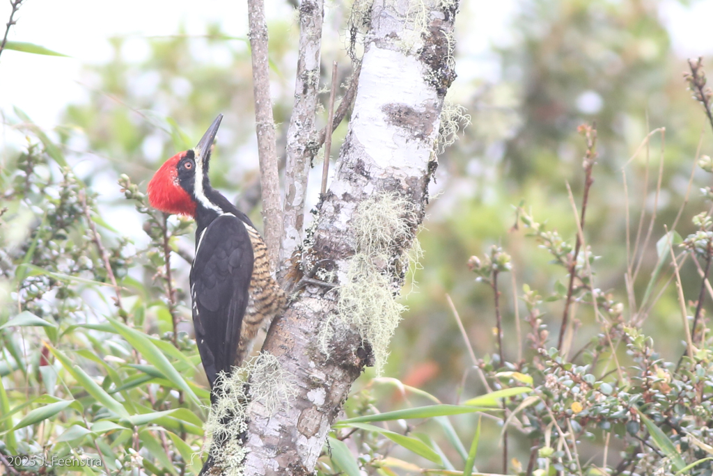 Powerful Woodpecker