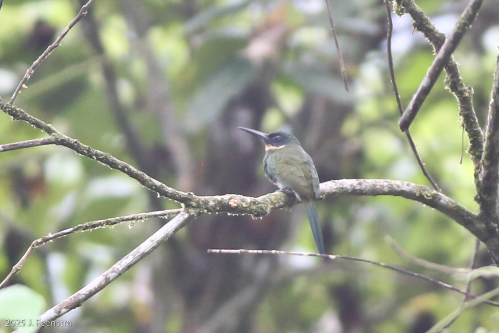 Purplish Jacamar