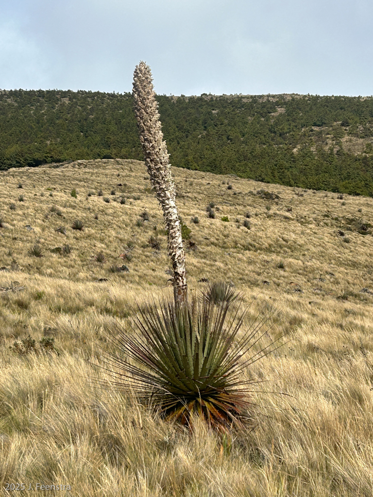 Puya