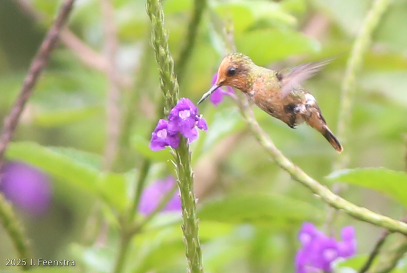 Spangled Coquette