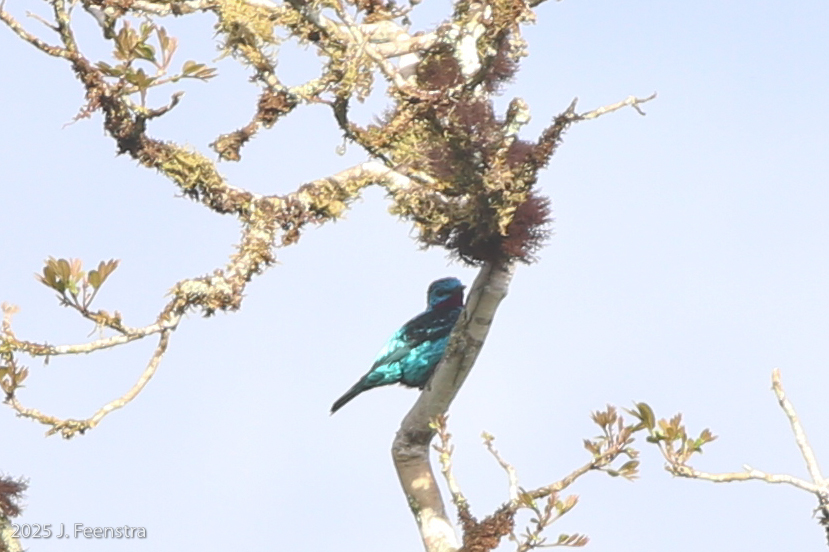 Spangled Cotinga