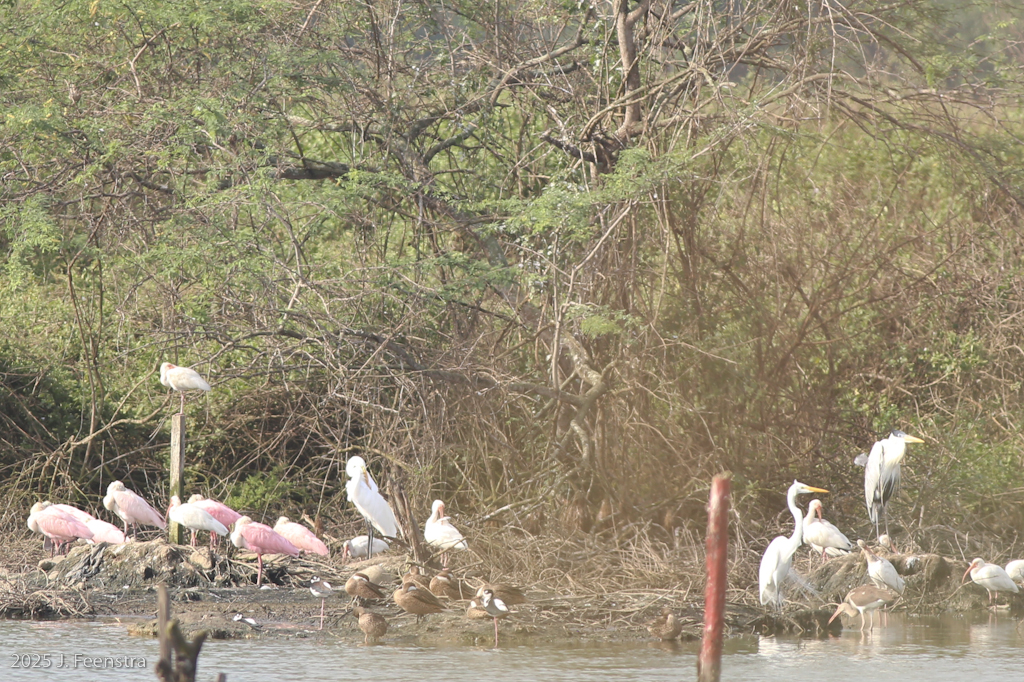 Stuff at Puerto Jeli