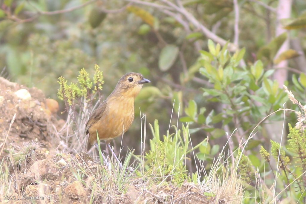 Tawny Antpitta