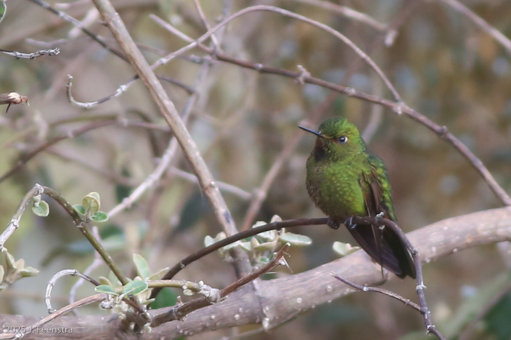 Viridian Metaltail