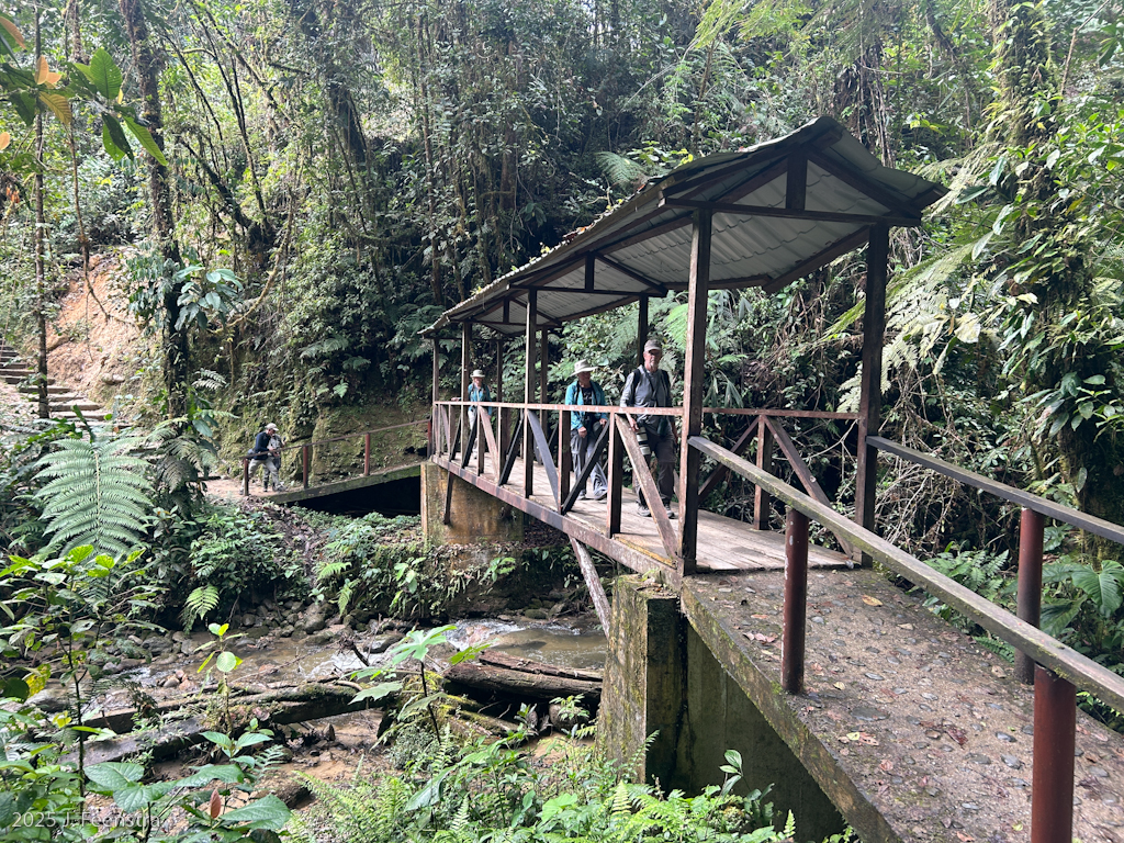 Podocarpus National Park