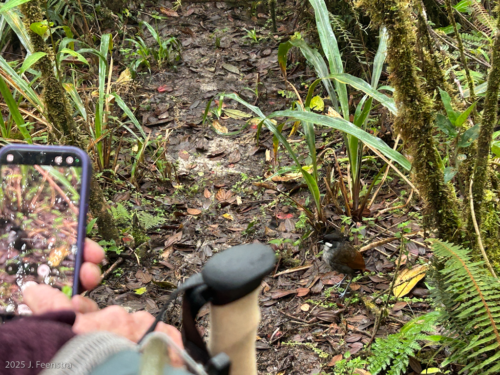 Photo, and photo of a photo of Jocotoco Antpitta