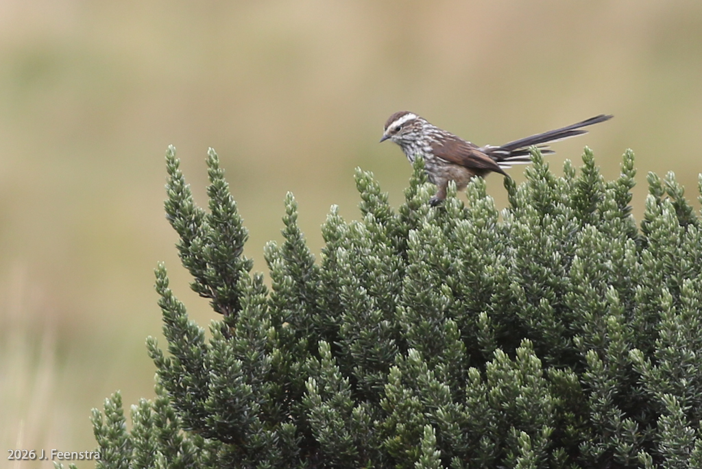 Andean Tit-Spinetail