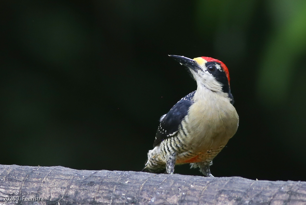 Black-cheeked Woodpecker