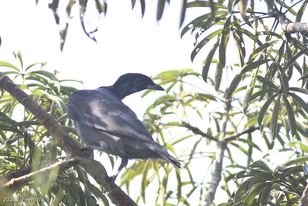 Bare-necked Fruitcrow