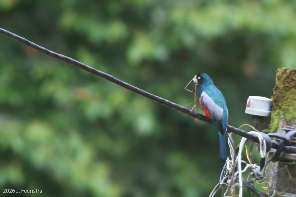 Blue-tailed Trogon