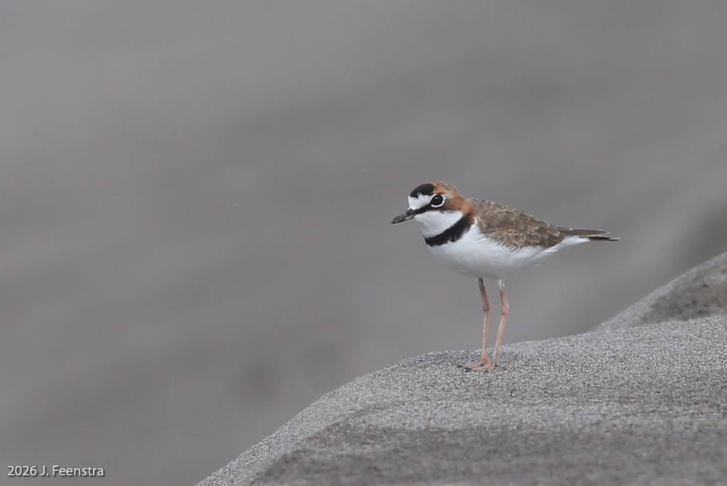 Collared Plover
