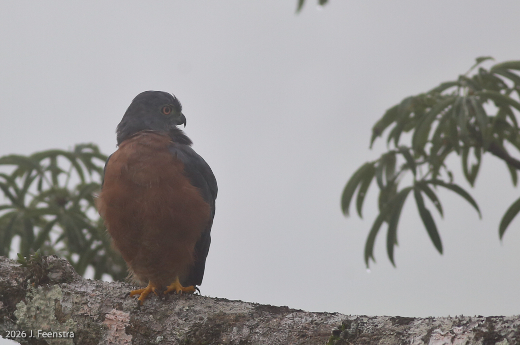 Double-toothed Kite